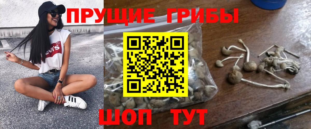 Псилоцибиновые грибы Psilocybine cubensis  Вход с VPN  Белореченск  Псилоцибиновые грибы Psilocybine cubensis 